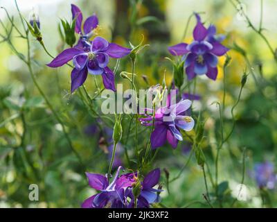Fleurs pourpres élaborées et étonnantes d'une columbine (Aquilegia vulgaris) dans un jardin à Ottawa, Ontario, Canada. Banque D'Images