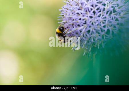 Bourdon sur fleur bleue d'echinops Banque D'Images