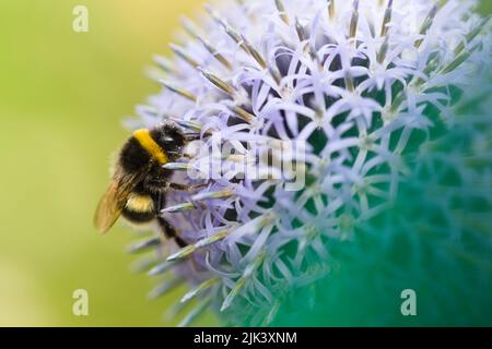 Bourdon sur fleur bleue d'echinops Banque D'Images