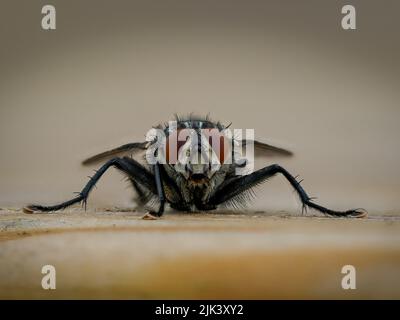 Gros plan d'une mouche à chair (Sarcophagidae) Banque D'Images
