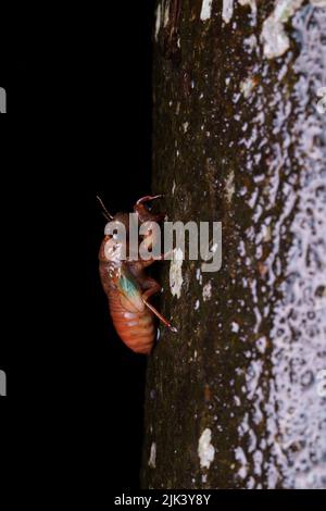 Cicada sur un arbre humide sur fond noir sur une nuit de pluie en agumbe Banque D'Images