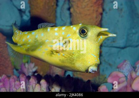 Cowfish Longhorn (Lactoria cornuta), Grande barrière de corail, site classé au patrimoine mondial de l'UNESCO, Queensland, Australie, Océan Pacifique Banque D'Images