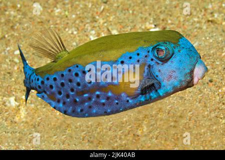 Cabaste de mer rouge (Ostracion cyanurus) également connu sous le nom de cabaste de Bluetooth ou de cabaste arabe, Aqaba, Royaume hachémite de Jordanie, Mer Rouge Banque D'Images