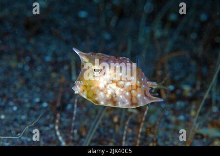 Cowfish Longhorn (Lactoria cornuta), juvénile, Grande barrière de corail, site classé au patrimoine mondial de l'UNESCO, Queensland, Australie, Océan Pacifique Banque D'Images