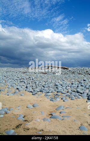 Driftwood - un grand tronc d'arbre - situé sur la crête de galets de Northam Burrows dans le Devon Nord (Royaume-Uni) sous un ciel nuageux d'été. Banque D'Images