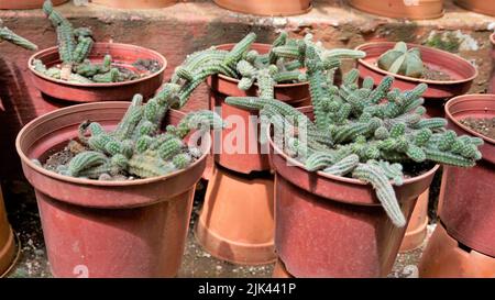 De belles plantes en pot de cactus d'Echinopsis chamaecereus d'un jardin de pépinière. Également connu sous le nom de Peanut Cactus. Banque D'Images