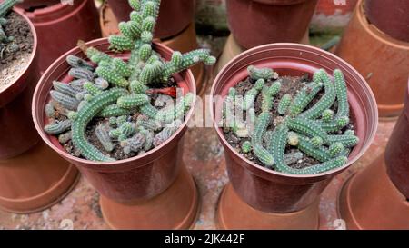 De belles plantes en pot de cactus d'Echinopsis chamaecereus d'un jardin de pépinière. Également connu sous le nom de Peanut Cactus. Banque D'Images