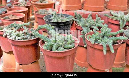 De belles plantes en pot de cactus d'Echinopsis chamaecereus d'un jardin de pépinière. Également connu sous le nom de Peanut Cactus. Banque D'Images