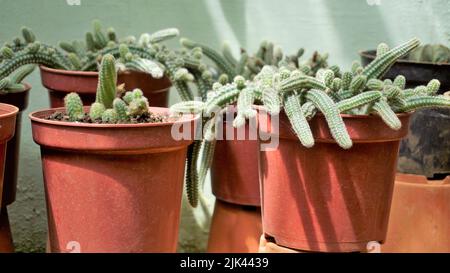 De belles plantes en pot de cactus d'Echinopsis chamaecereus d'un jardin de pépinière. Également connu sous le nom de Peanut Cactus. Banque D'Images