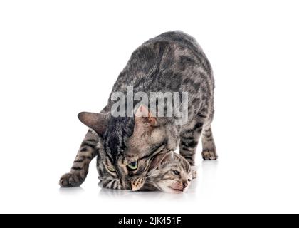 Bengal Cats in front of white background Banque D'Images
