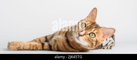Chat bengale couché sur fond blanc dans le studio. Banque D'Images