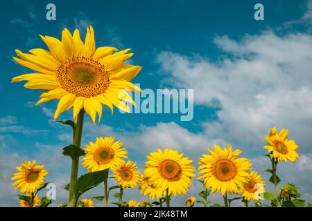 Des tournesols éclatants contre le ciel bleu profond. Champ de tournesol coloré en Ukraine Banque D'Images