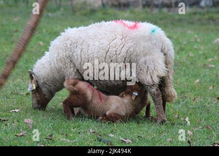 Portland Lamb nourrir de sa mère Banque D'Images