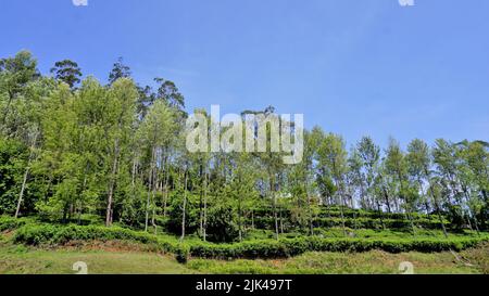 Paysages magnifiques d'Ooty. Meilleures images de fond d'écran Banque D'Images