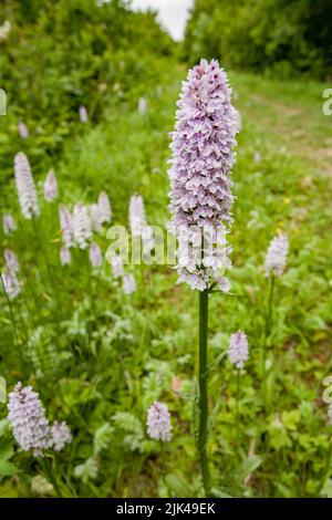 Grand pic de fleurs de l'Orchidée à pois commun Dactylorhiza fuchsii croissant dans un Kent boisés tour Royaume-Uni Banque D'Images