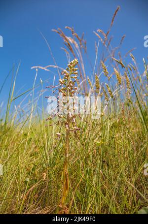 Orchid de lézard Himantoglossum hircinum croissant dans l'herbe rugueuse bordant un terrain de golf dans le Kent au Royaume-Uni Banque D'Images