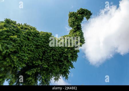 Picea Omorika pendula bruns .Un type d'épinette serbe. Banque D'Images