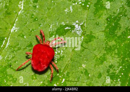 Mite de velours rouge sur une feuille verte Banque D'Images