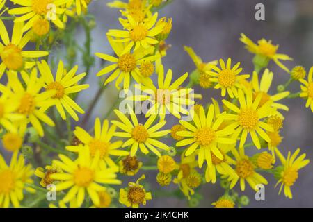 Bouquet de fleurs sauvages jaunes. Gros plan. Banque D'Images