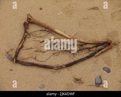 Harpe d'algues sur une plage de sable avec des galets, Gunwalloe Church Cove Beach, Cornwall, Royaume-Uni Banque D'Images