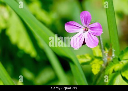 Herbe Robert (géranium robertianum), gros plan d'une fleur unique de la plante boisée atteignant à travers l'herbe pour le soleil. Banque D'Images