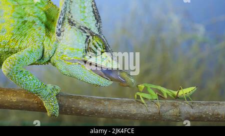 30 juillet 2022, oblast d'Odessa, Ukraine, Europe de l'est : gros plan des chasses de caméléon voilées en priant des mantis. Caméléon voilé, caméléon à tête conique ou caméléon yéménite (photo : © Andrey Nekrasov/ZUMA Press Wire) Banque D'Images