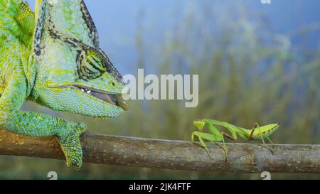 30 juillet 2022, oblast d'Odessa, Ukraine, Europe de l'est : gros plan des chasses de caméléon voilées en priant des mantis. Caméléon voilé, caméléon à tête conique ou caméléon yéménite (photo : © Andrey Nekrasov/ZUMA Press Wire) Banque D'Images