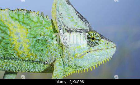 30 juillet 2022, oblast d'Odessa, Ukraine, Europe de l'est : gros plan du caméléon voilé sur fond bleu ciel. Caméléon voilé, caméléon à tête conique ou caméléo yéménite (photo : © Andrey Nekrasov/ZUMA Press Wire) Banque D'Images