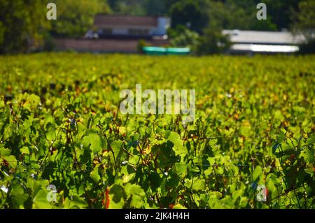 Vignoble de Pinotage et plantation de vins à Stellenbosch, Cap, afrique du Sud Banque D'Images