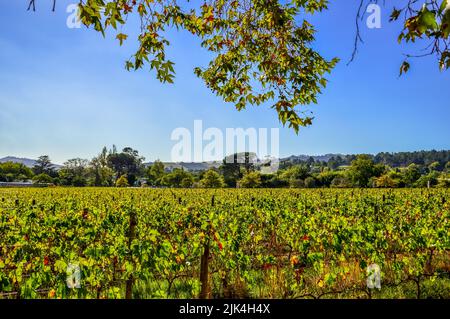 Vignoble de Pinotage et plantation de vins à Stellenbosch, Cap, afrique du Sud Banque D'Images