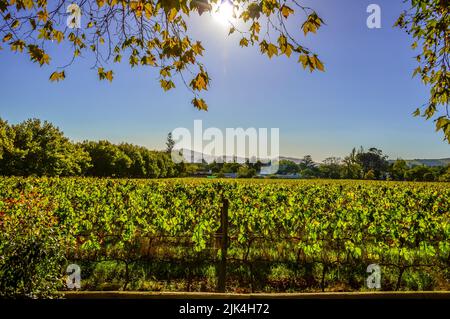 Stellenbosch cape wineland ou vignoble de raisins de Pinotage au Cap afrique du Sud Banque D'Images