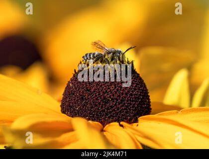 Portrait en gros plan d'une abeille de Leafcutter en profil latéral au sommet d'une coneflow avec un fond de jardin jaune. Banque D'Images