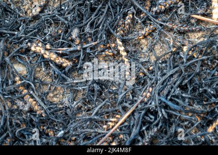 Eton Wick, Windsor, Royaume-Uni. 30th juillet 2022. Le Service des incendies du Royal Berkshire a assisté aujourd'hui à un grand incendie dans un champ de blé à Eton Wick, à Windsor. On ignore à ce stade si l'incendie a été délibérément déclenché ou non. Heureusement, l'incendie a été rapidement mis hors service par le service d'incendie et de secours du Royal Berkshire avant qu'il n'atteigne des maisons près du champ. Crédit : Maureen McLean/Alay Live News Banque D'Images
