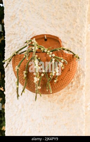 Belle Rhipsalis Baccifera horrida dans pot d'argile accroché sur le mur Banque D'Images