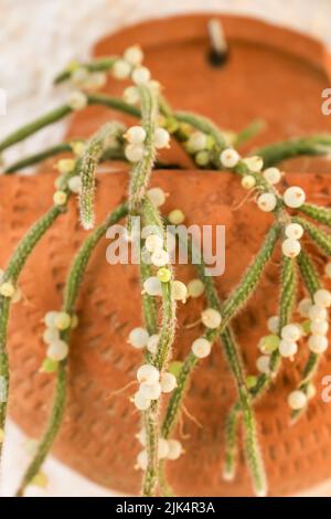 Belle Rhipsalis Baccifera horrida dans pot d'argile accroché sur le mur Banque D'Images