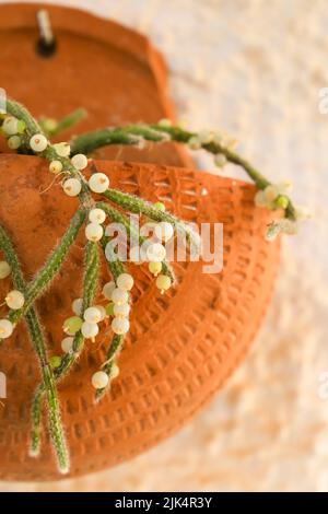 Belle Rhipsalis Baccifera horrida dans pot d'argile accroché sur le mur Banque D'Images