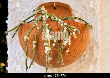 Belle Rhipsalis Baccifera horrida dans pot d'argile accroché sur le mur Banque D'Images