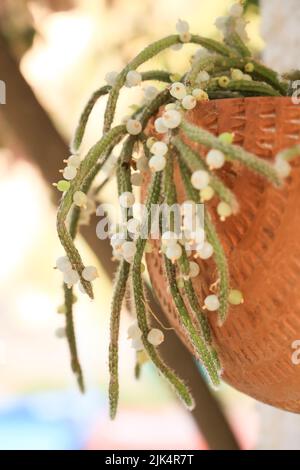 Belle Rhipsalis Baccifera horrida dans pot d'argile accroché sur le mur Banque D'Images