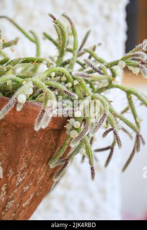 Belle Rhipsalis Baccifera horrida dans pot d'argile accroché sur le mur Banque D'Images