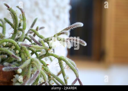 Belle Rhipsalis Baccifera horrida dans pot d'argile accroché sur le mur Banque D'Images