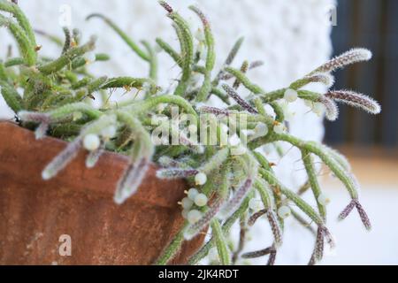 Belle Rhipsalis Baccifera horrida dans pot d'argile accroché sur le mur Banque D'Images