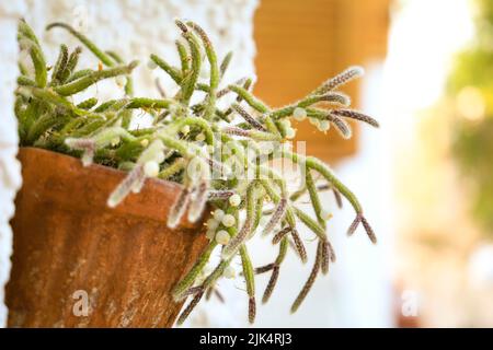 Belle Rhipsalis Baccifera horrida dans pot d'argile accroché sur le mur Banque D'Images