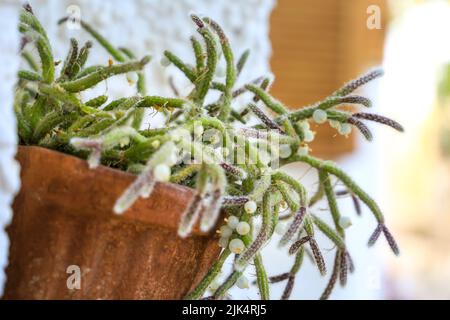 Belle Rhipsalis Baccifera horrida dans pot d'argile accroché sur le mur Banque D'Images