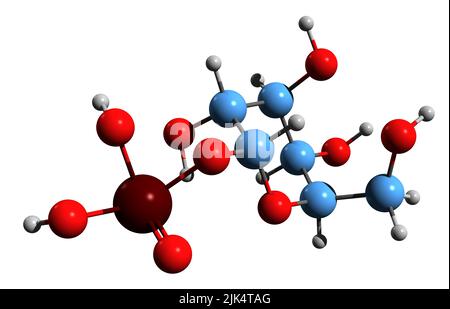 3D image de formule squelettique galactose 1-phosphate - structure chimique moléculaire du métabolite isolé sur fond blanc Banque D'Images