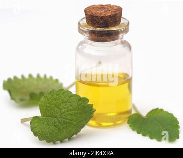 Feuilles de baume de citron avec huile essentielle extraite dans une bouteille Banque D'Images