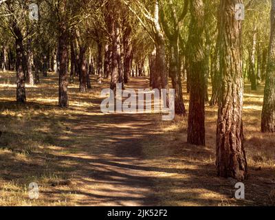 chemin d'une forêt sèche en raison du changement climatique. image hd Banque D'Images