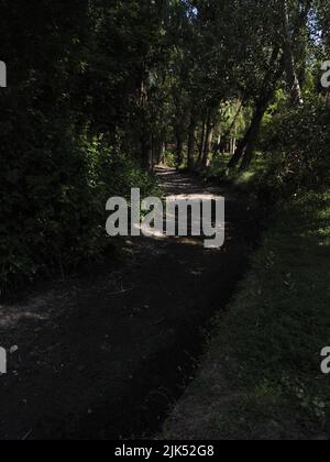 chemin d'une forêt sèche en raison du changement climatique..image hd Banque D'Images