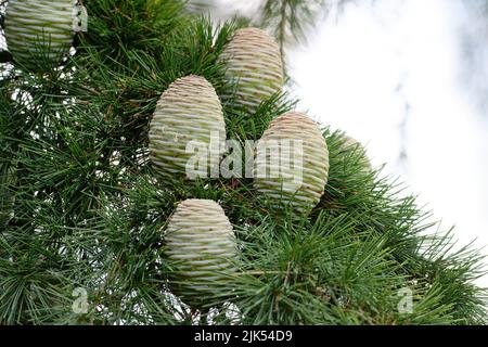 Cedrus deodara plusieurs cônes d'arbre légers de cèdre de l'Himalaya Banque D'Images