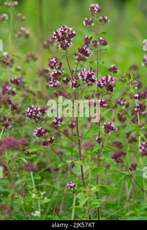 Origan, Origanum vulgare, cette plante attrure beaucoup d'insectes Banque D'Images