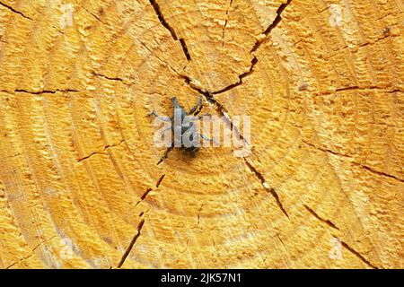 Grand charançon du pin, Hylobietis sur bois de conifères frais Banque D'Images